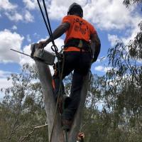 Advanced Tree Surgery Sunshine Coast image 5